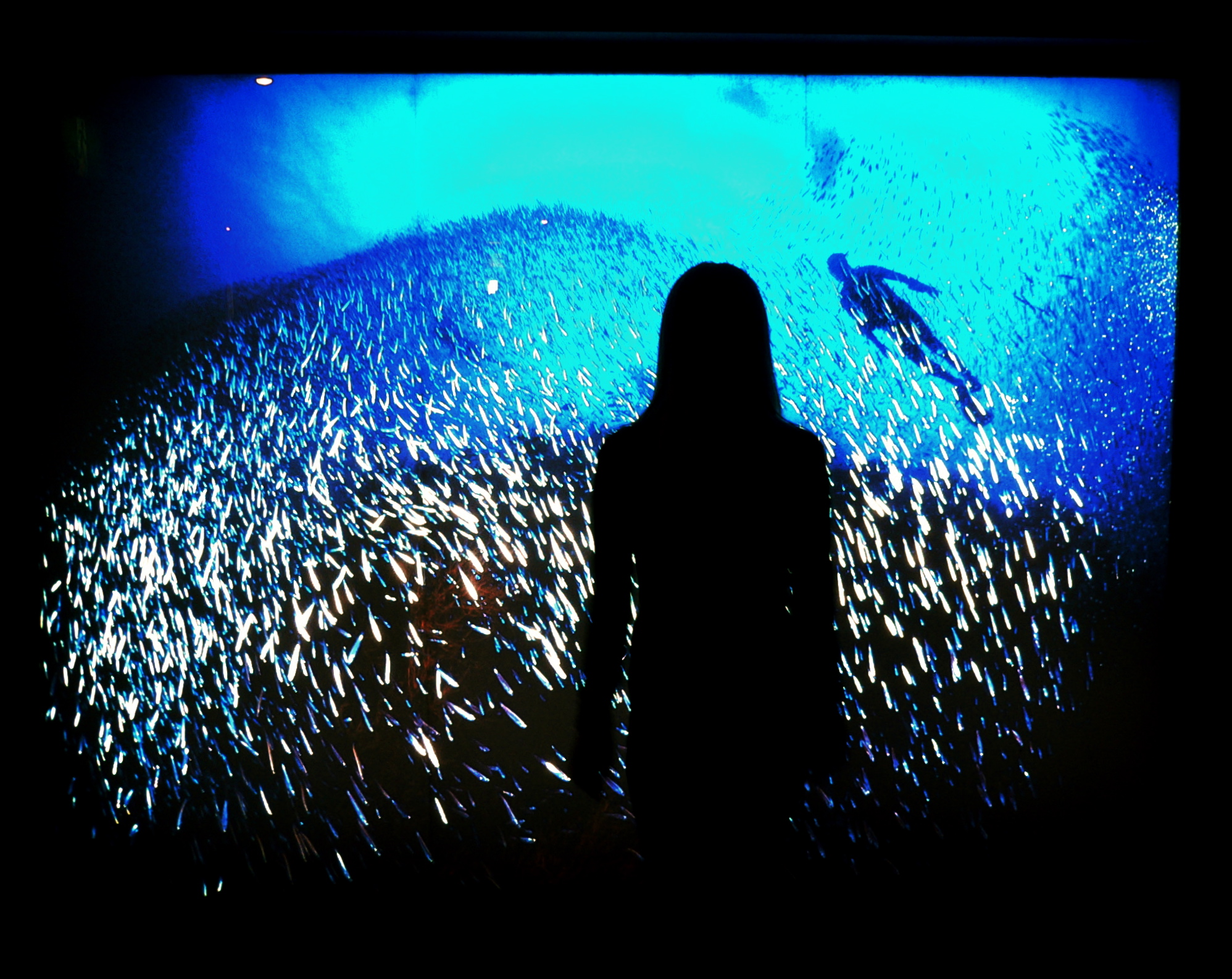 Osaka Aquarium Kaiyukan