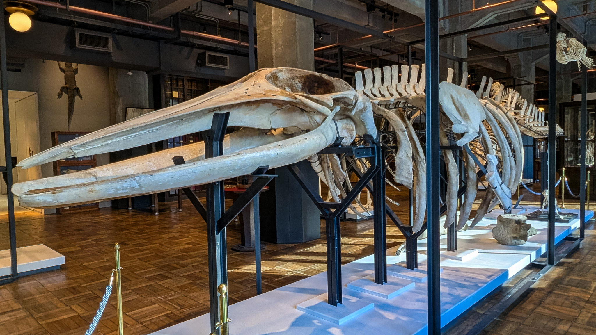 Minke Whale Skeleton specimen from the Intermediatheque, in Tokyo