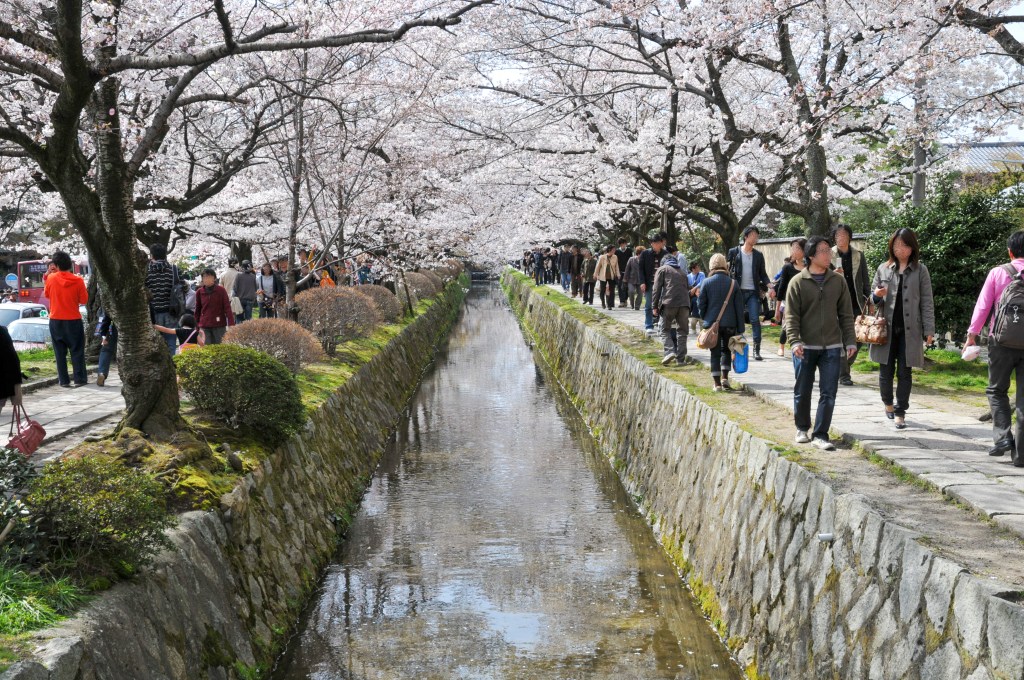 Philosopher's Path (Tetsugaku no Michi) during Cherry Blossoms, Kyoto, Japan